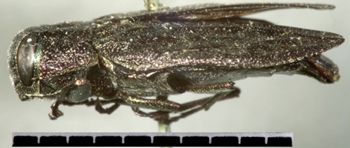 Media type: image;   Entomology 8117 Aspect: habitus lateral view